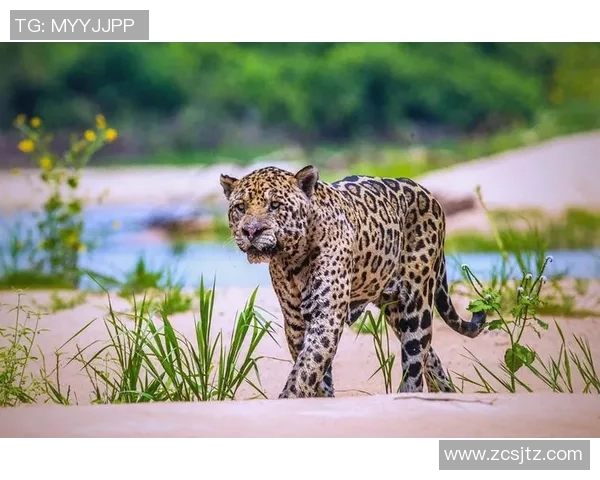 伊蒂哈德与扎巴汗的激烈对决揭示足球战术与团队合作的重要性